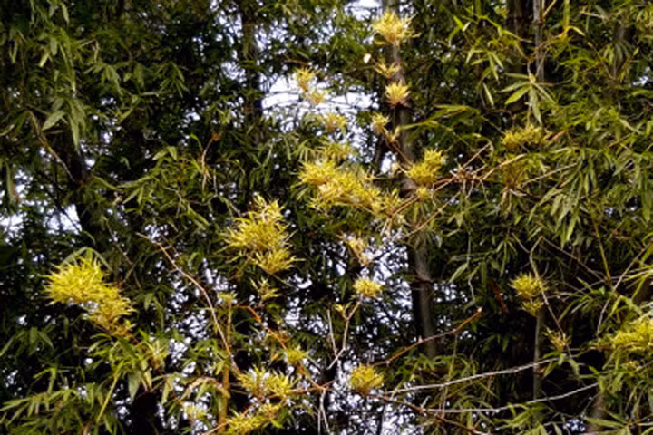 Thú vị cây tre "nở trăm hoa" ở Quảng Nam