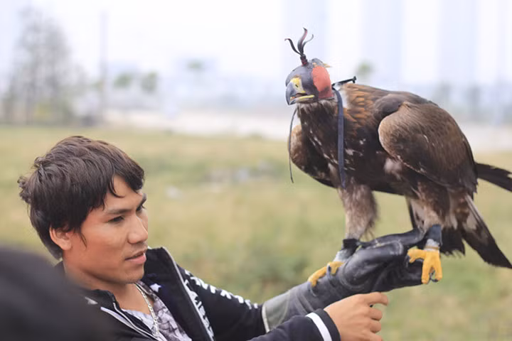 Chim ưng, Diều hâu, Đại bàng bạc triệu tham gia hội thi chim săn mồi