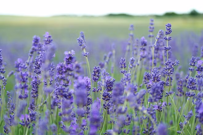 Oải hương được ưa chuộng với nhiều công dụng, trong đó có làm đẹp da. Ảnh: Annie Spratt.