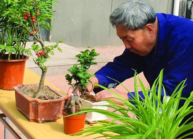  “4 bí quyết vàng” khi trồng hoa, cứ trồng là cây sẽ tươi tốt, hoa sẽ xum xuê