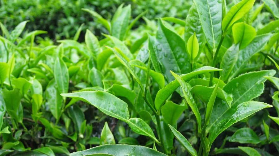 Ngâm chân bằng chè xanh giúp hỗ trợ hạn chế mồ hôi chân tay - Ảnh: Internet