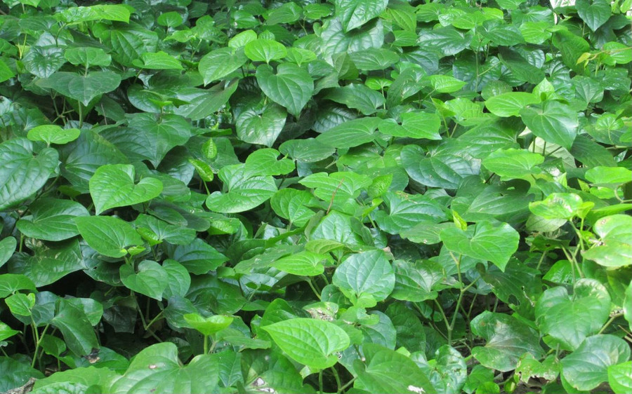 Cách trị mồ hôi tay ra nhiều bằng những nguyên liệu thiên nhiên có sẵn ảnh 3 Cách trị mồ hôi tay ra nhiều bằng những nguyên liệu thiên nhiên có sẵn ảnh 3