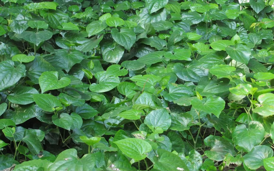 Cách trị mồ hôi tay ra nhiều bằng những nguyên liệu thiên nhiên có sẵn ảnh 3 Cách trị mồ hôi tay ra nhiều bằng những nguyên liệu thiên nhiên có sẵn ảnh 3