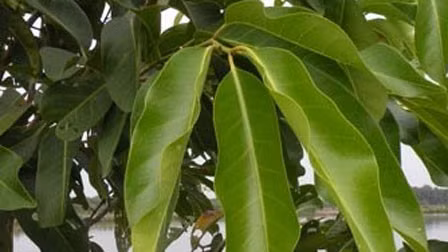 Khong chi thanh nhiet, cay voi lam duoc nhieu dieu tuyet voi hon ban tuong - Anh 1