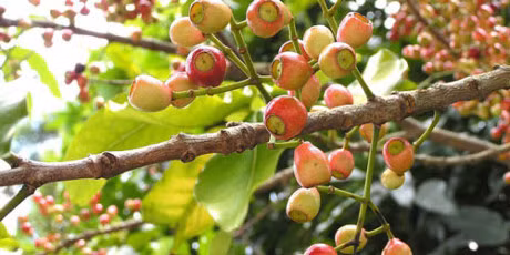 Khong chi thanh nhiet, cay voi lam duoc nhieu dieu tuyet voi hon ban tuong - Anh 2
