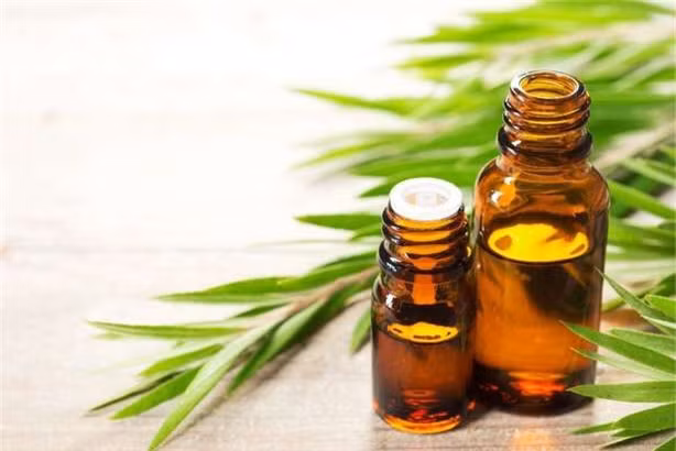 mach ban 10 meo tri gau tai nha hieu qua hinh 2