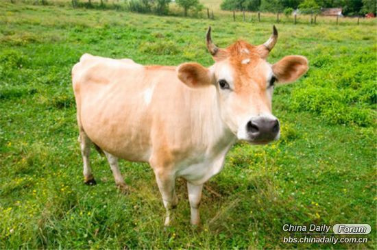 Những lệnh cấm kỳ lạ trên thế giới Những lệnh cấm kỳ lạ trên thế giới