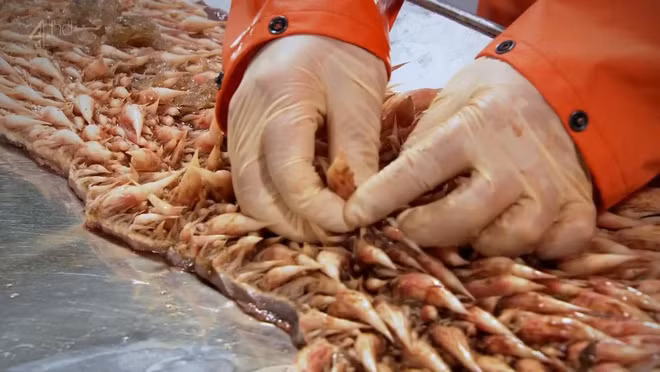 Bạn có đoán ra quái vật nào có cái miệng đáng sợ như thế này? - Ảnh 3.