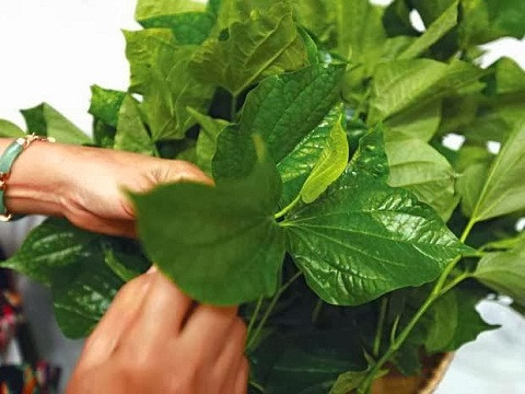 Lá lốt là một loại rau đồng thời là một vị thuốc chữa được nhiều thứ bệnh