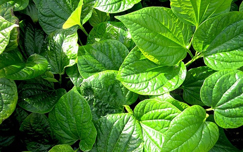 Dùng lá lốt chữa viêm nhiễm âm đạo, viêm tinh hoàn cũng rất hiệu quả