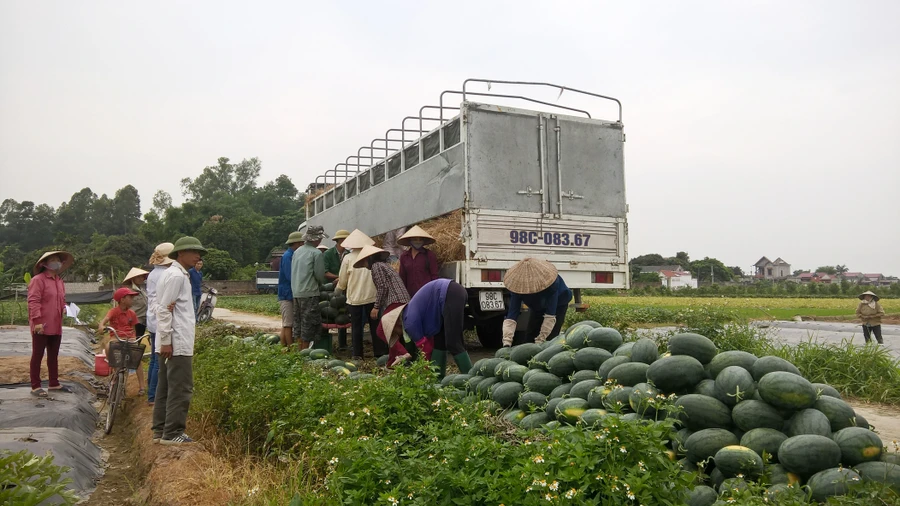 Nông dân trúng lớn vì dưa hấu được mùa, được giá