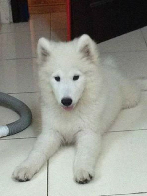 Chú chó Samoyed lai của chủ nhân Đàm Xuân Chú chó Samoyed lai của chủ nhân Đàm Xuân