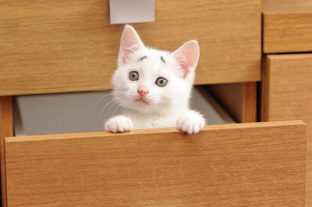 Loài mèo có khả năng nói chuyện với người? ảnh 2 Loài mèo có khả năng nói chuyện với người? ảnh 2