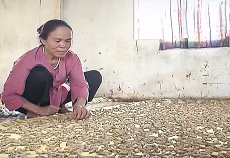 Nghe nhan dieu khien de tam tu nha to, det lua - Anh 1