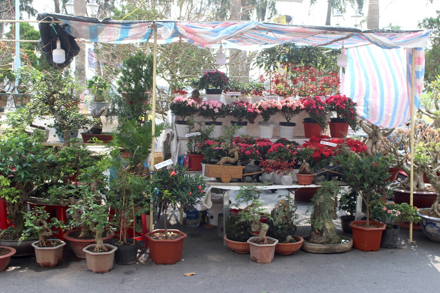 Nhiều loại hoa kiểng tập trung bán tại khu vực Bến Ninh Kiều.