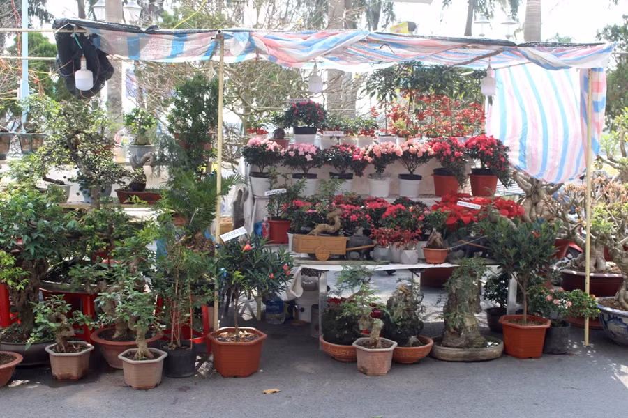 Nhiều loại hoa kiểng tập trung bán tại khu vực Bến Ninh Kiều.