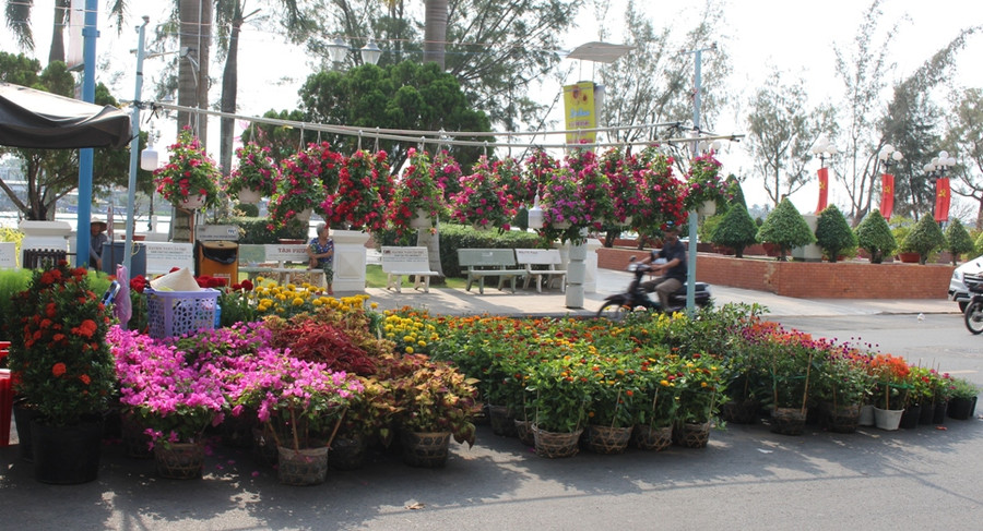 Các loại hoa kiểng treo cũng rực rỡ không kém.