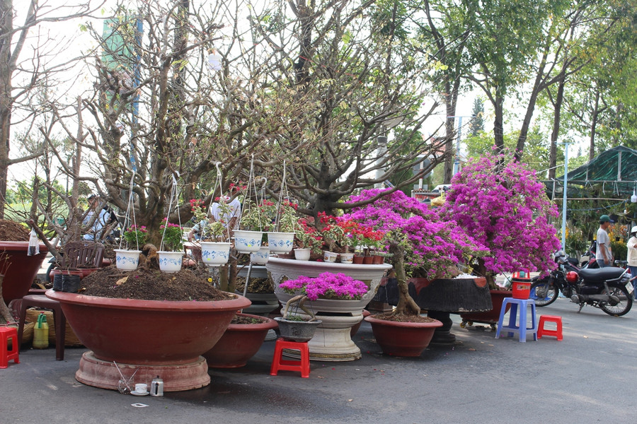 Hoa giấy, mai vàng rực rỡ một góc.