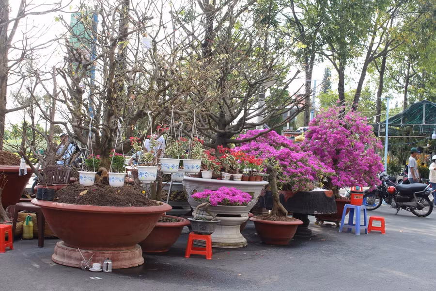 Hoa giấy, mai vàng rực rỡ một góc.