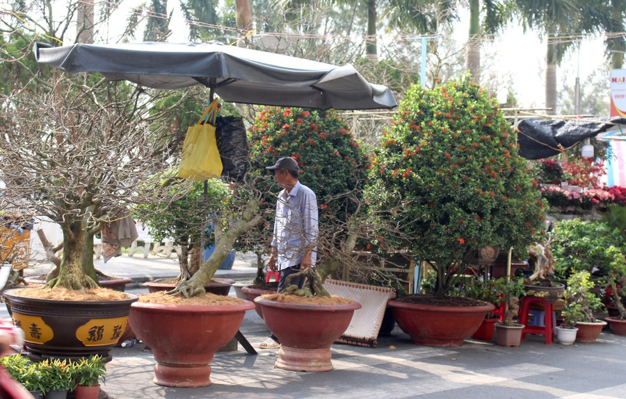 Những cây mai vàng đang chờ bung nụ.