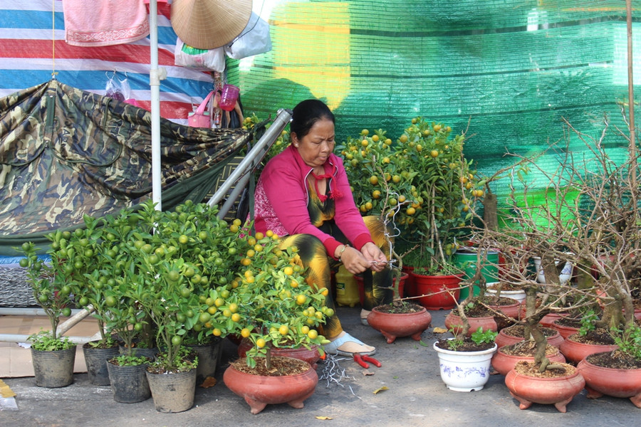 Người bán đang tạo hình cho mai vàng và quất.