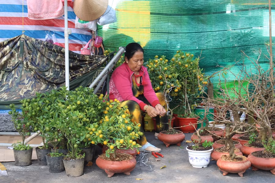 Người bán đang tạo hình cho mai vàng và quất.