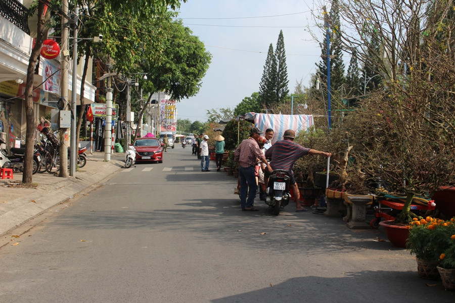 Khách hàng chú ý tới các chậu mai vàng cổ.