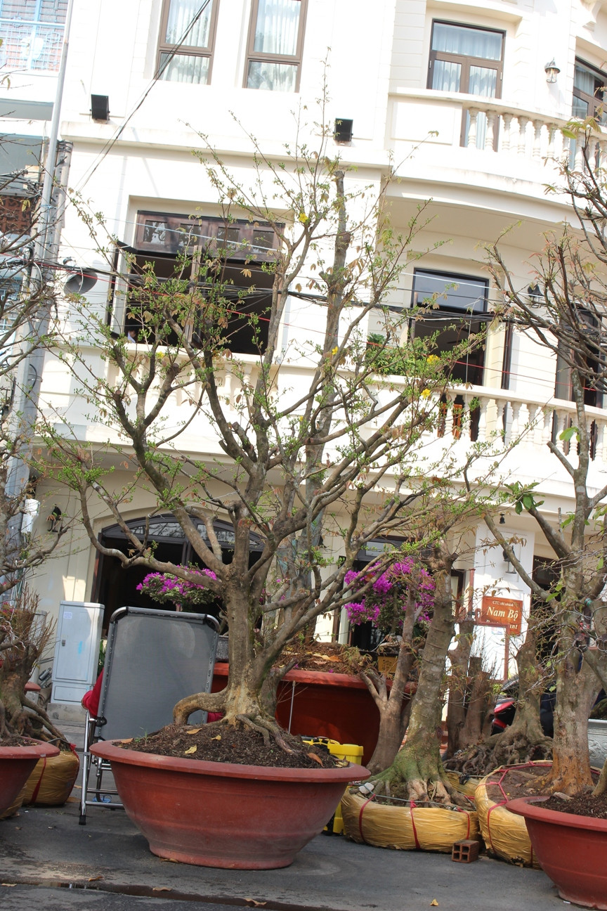 Nhiều gốc mai vàng loại lớn được bày bán.