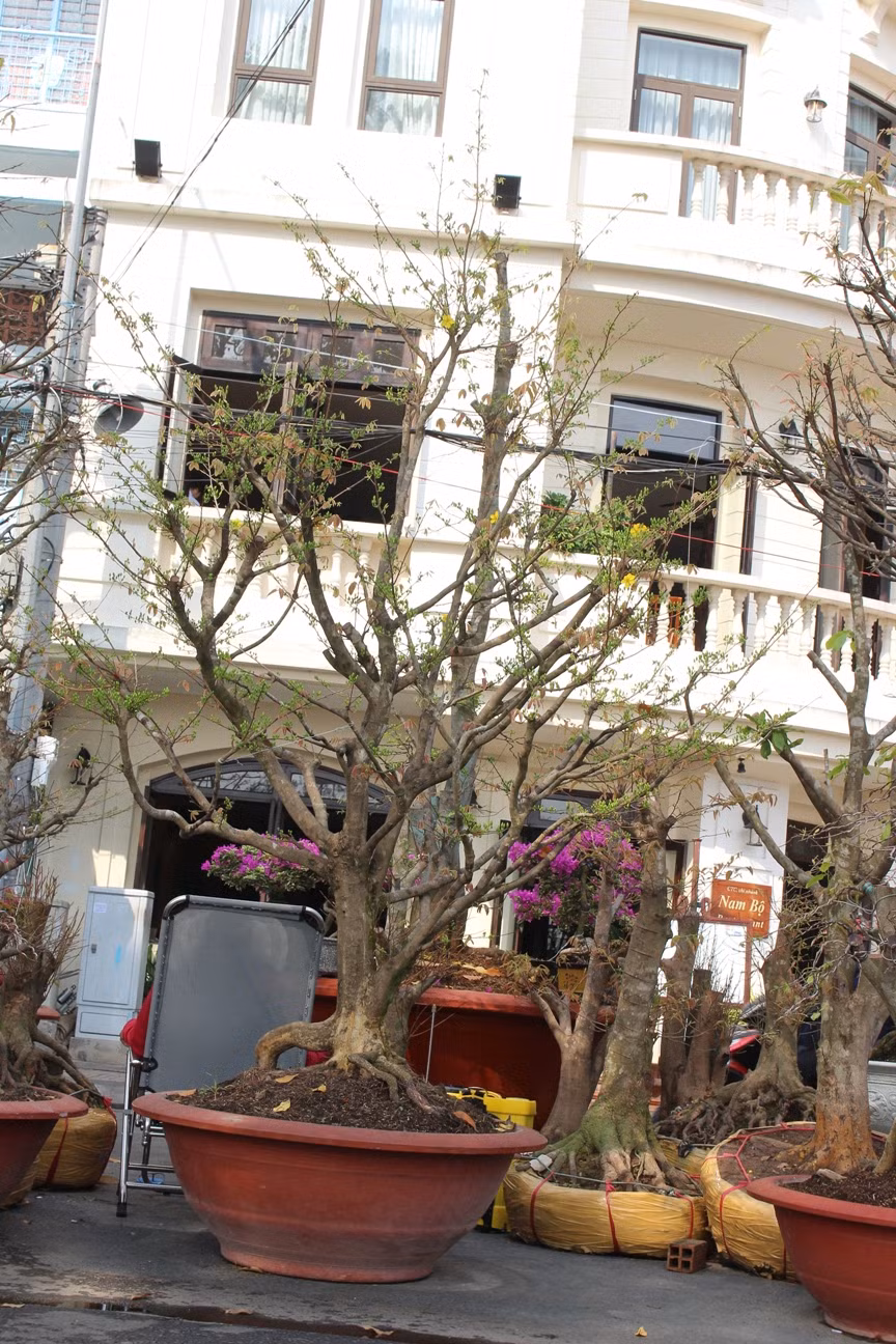 Nhiều gốc mai vàng loại lớn được bày bán.