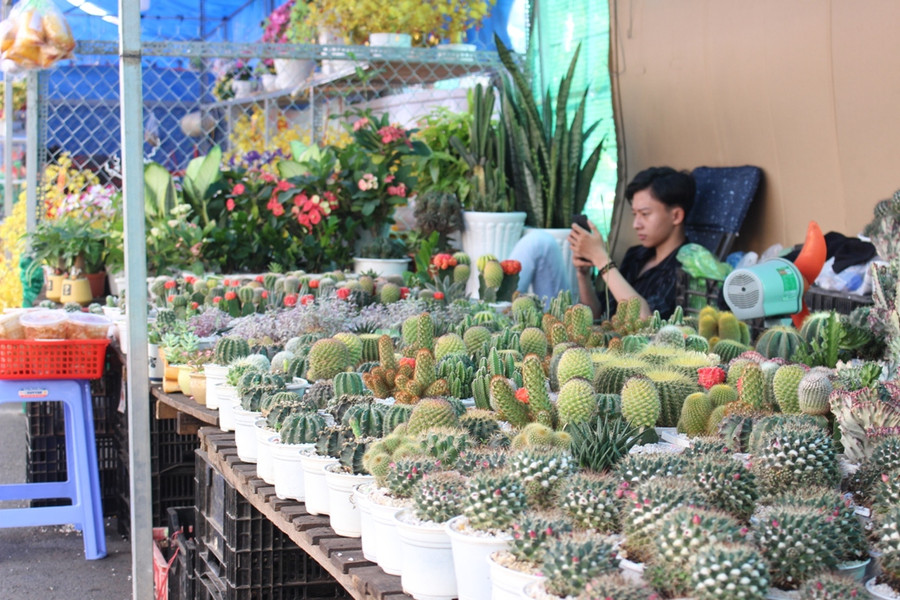 Nhiều loại xương rồng được cho ra hoa đúng dịp Tết.