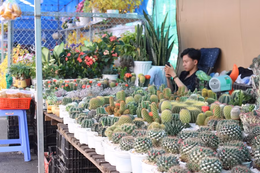 Nhiều loại xương rồng được cho ra hoa đúng dịp Tết.