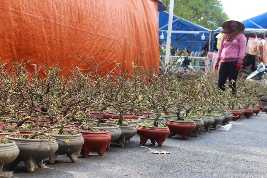 Những chậu bon sai mai vàng loại nhỏ giá hợp túi tiền.