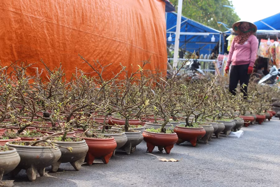 Những chậu bon sai mai vàng loại nhỏ giá hợp túi tiền.