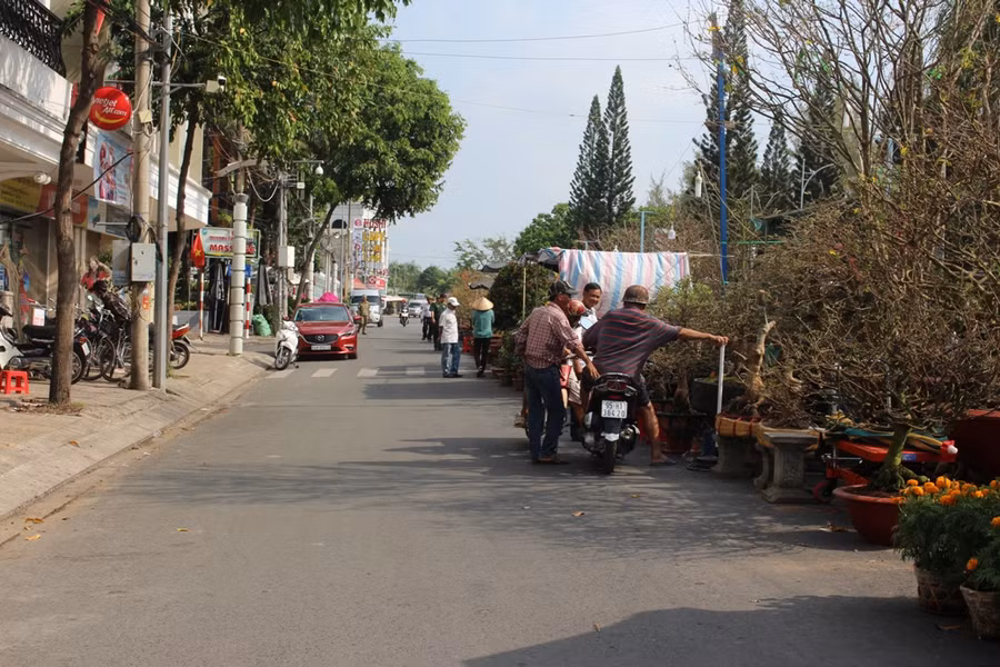 Khách hàng chú ý tới các chậu mai vàng cổ.