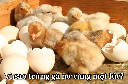 Những câu hỏi khó đỡ