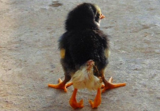 Chú gà đặc biệt có tới...4 chân.