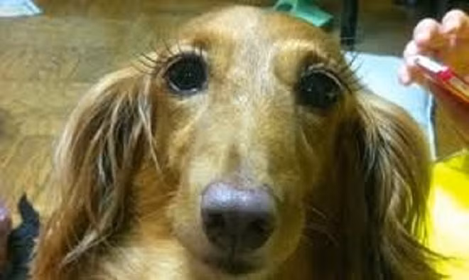 Hài hước bộ ảnh động vật “biến hình” sau khi make up ảnh 1