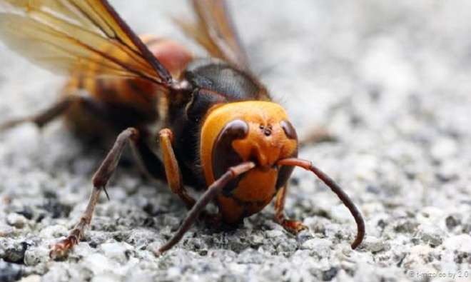 Những động vật quý hiếm ở xứ sở các vị thần ảnh 3