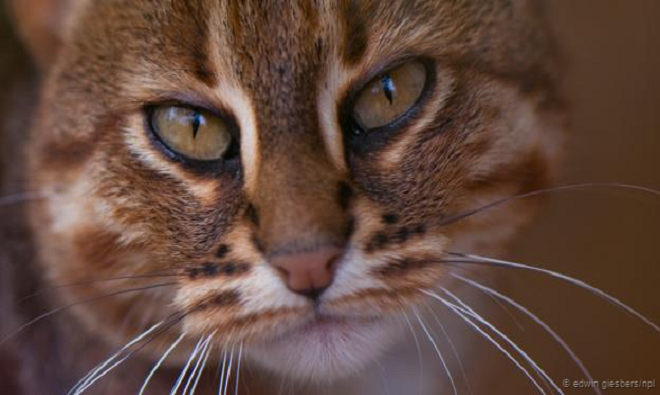 Những động vật quý hiếm ở xứ sở các vị thần ảnh 7