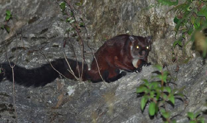 Những động vật quý hiếm ở xứ sở các vị thần ảnh 1