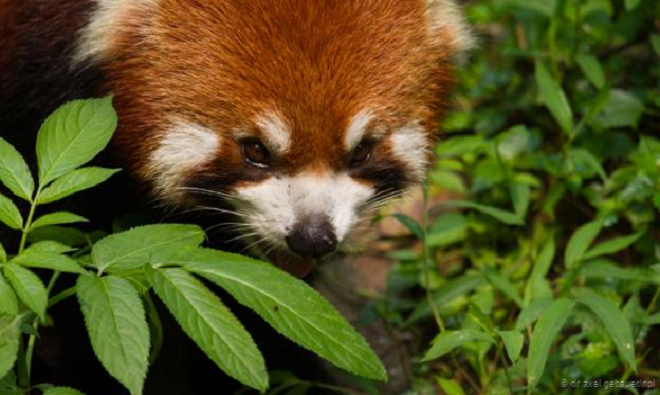 Những động vật quý hiếm ở xứ sở các vị thần ảnh 8