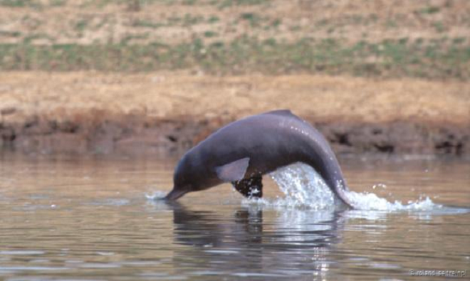 Những động vật quý hiếm ở xứ sở các vị thần ảnh 2