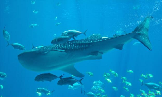 Những động vật quý hiếm ở xứ sở các vị thần ảnh 6