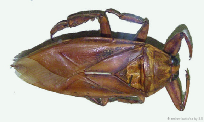 Những động vật quý hiếm ở xứ sở các vị thần ảnh 5