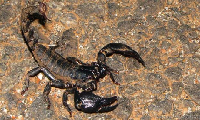 Những động vật quý hiếm ở xứ sở các vị thần ảnh 4