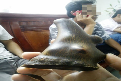 Lật tẩy kỹ nghệ độ sừng trâu thành sừng tê giác - Ảnh 1 Lật tẩy kỹ nghệ độ sừng trâu thành sừng tê giác - Ảnh 1