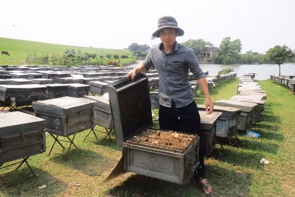 Anh Thành nuôi ong lấy mật khi mới 11 tuổi, đến nay anh đã có kinh nghiệp 15 năm. Anh Thành nuôi ong lấy mật khi mới 11 tuổi, đến nay anh đã có kinh nghiệp 15 năm.
