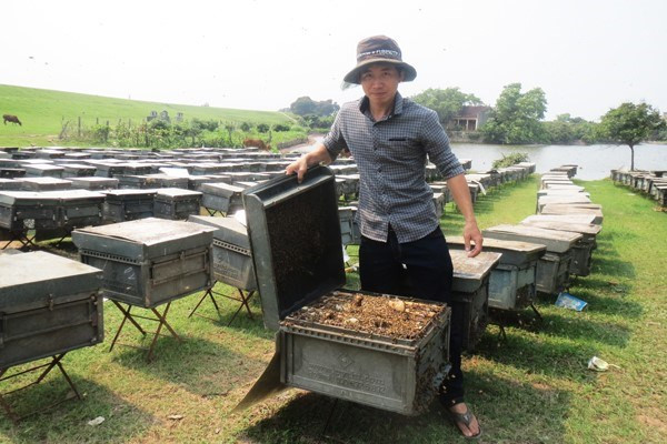 Anh Thành nuôi ong lấy mật khi mới 11 tuổi, đến nay anh đã có kinh nghiệp 15 năm.