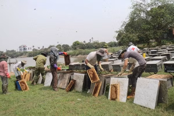 Một nhóm thợ đang thu hoạch mật ong Một nhóm thợ đang thu hoạch mật ong