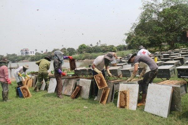 Một nhóm thợ đang thu hoạch mật ong